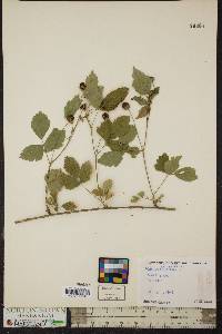 Rubus flagellaris image