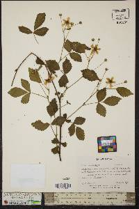 Rubus flagellaris image