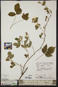 Rubus flagellaris image