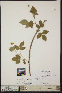 Rubus flagellaris image