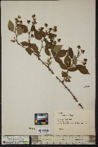 Rubus frondosus image