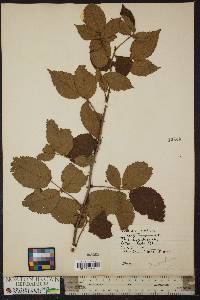 Rubus frondosus image