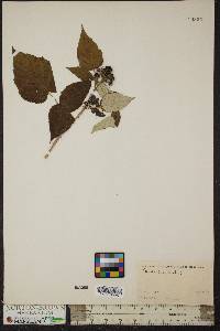 Rubus occidentalis image