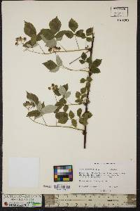 Rubus occidentalis image