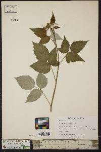 Rubus occidentalis image