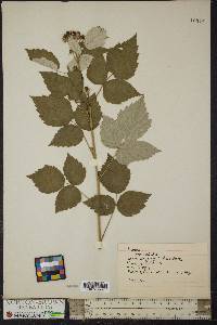 Rubus occidentalis image