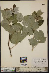 Rubus occidentalis image