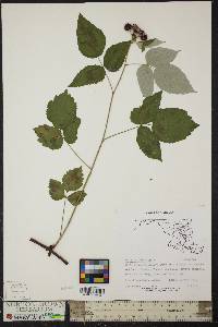 Rubus occidentalis image