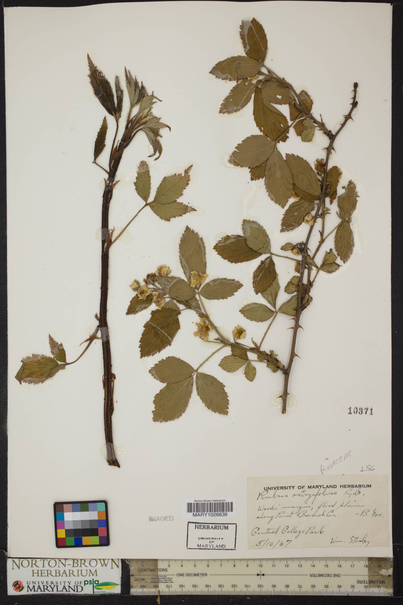 Rubus ostryifolius image