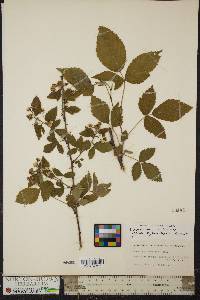 Rubus pensilvanicus image