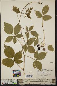 Rubus pensilvanicus image