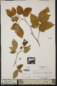 Rubus pensilvanicus image