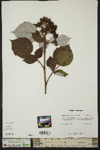 Rubus phoenicolasius image