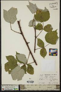 Rubus phoenicolasius image