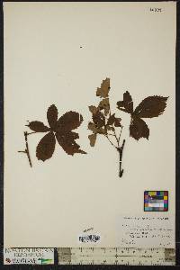 Rubus setosus image