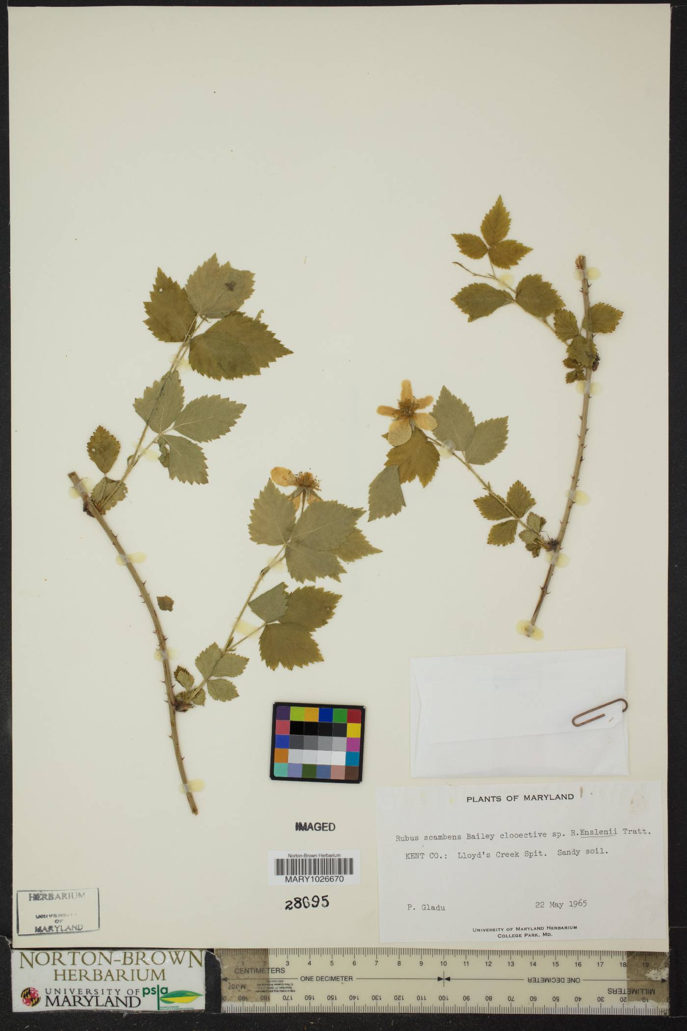 Rubus scambens image