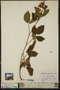 Rubus heterophyllus image