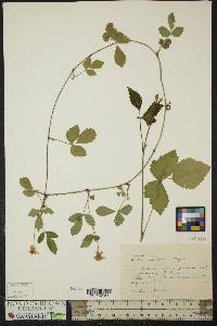 Rubus flagellaris image