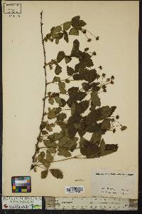 Rubus flagellaris image