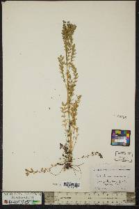 Poteridium annuum image