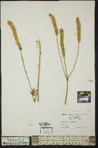 Sanguisorba canadensis image