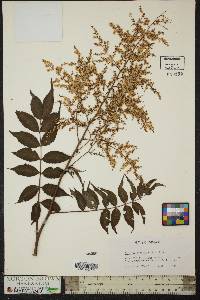 Sorbaria sorbifolia image