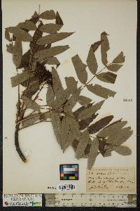 Sorbus americana image