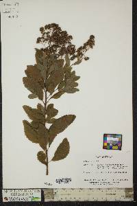 Spiraea alba image