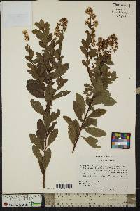 Spiraea alba image