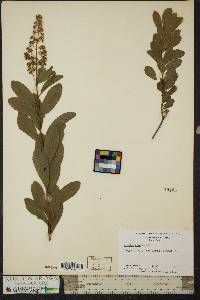 Spiraea alba image