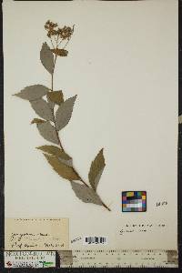 Spiraea japonica image