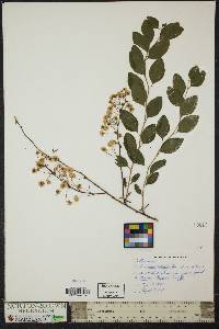 Spiraea prunifolia image