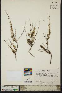 Spiraea thunbergii image