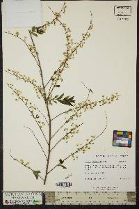 Spiraea thunbergii image