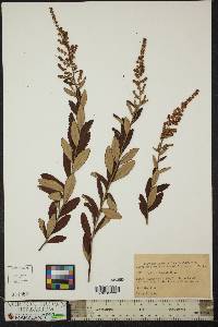 Spiraea tomentosa image