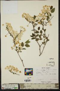 Spiraea × vanhouttei image