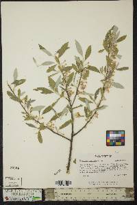 Elaeagnus commutata image