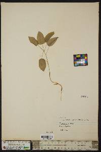 Smilax ecirrhata image