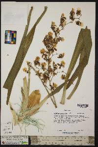 Oncidium sphacelatum image