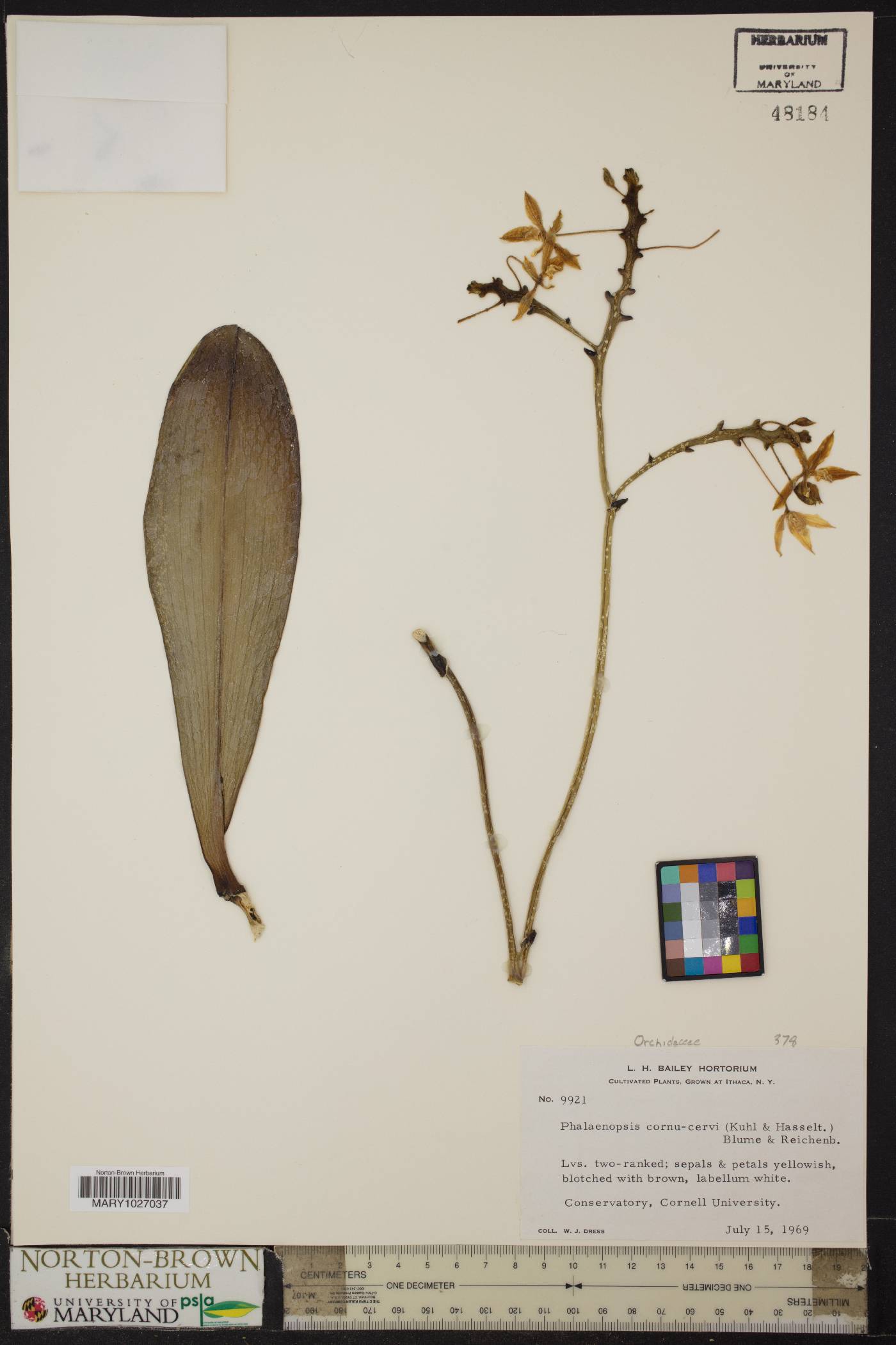Phalaenopsis cornu-cervi image