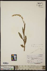 Platanthera dilatata image