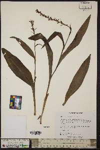 Platanthera flava var. flava image