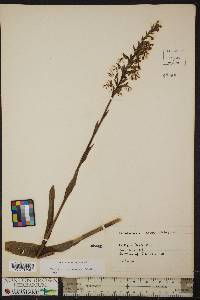 Platanthera lacera image