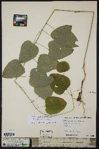 Smilax herbacea image