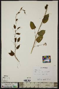 Smilax herbacea image