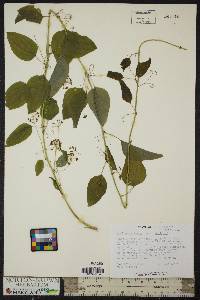 Smilax herbacea image