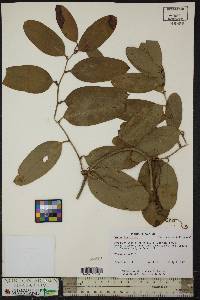 Smilax laurifolia image