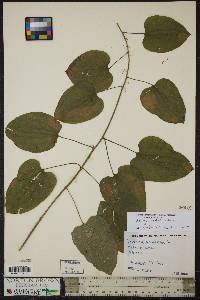 Smilax pulverulenta image