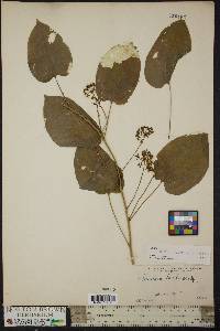 Smilax pulverulenta image