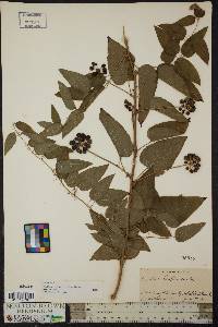 Smilax pulverulenta image